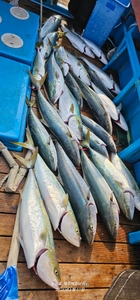 우와! 역시 관탈도 선상낚시로 잡은 물고기 조황