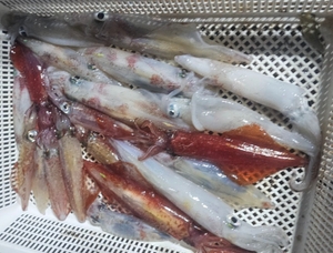 여름낚시=한치낚시 선상낚시로 잡은 물고기 조황