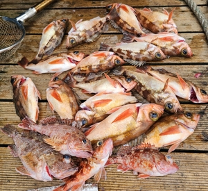 열방어 최고!! 선상낚시로 잡은 물고기 조황