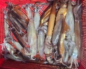 즐거운_ 만선 선상낚시로 잡은 물고기 조황