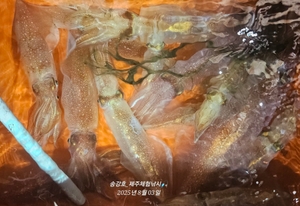 바람이 야리꾸리 선상낚시로 잡은 물고기 조황