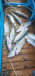 관탈도 방어지깅 선상낚시로 잡은 물고기 조황