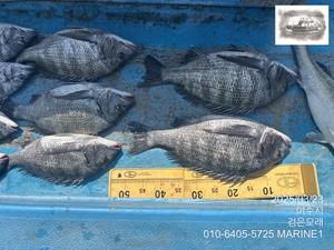 씨알 좋은 감성돔 선상낚시로 잡은 물고기 조황