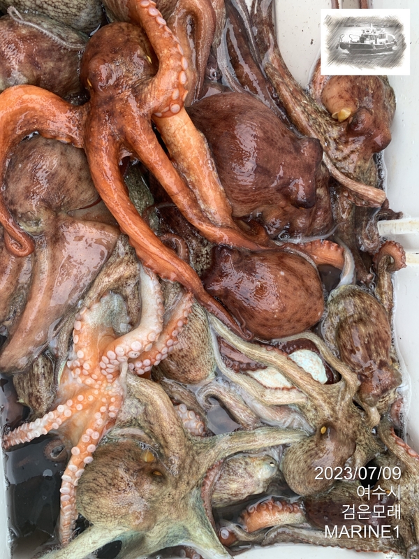 검은모래의 조황일지 이미지 - 9