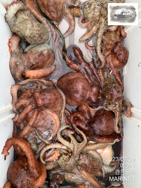 검은모래의 조황일지 이미지 - 5