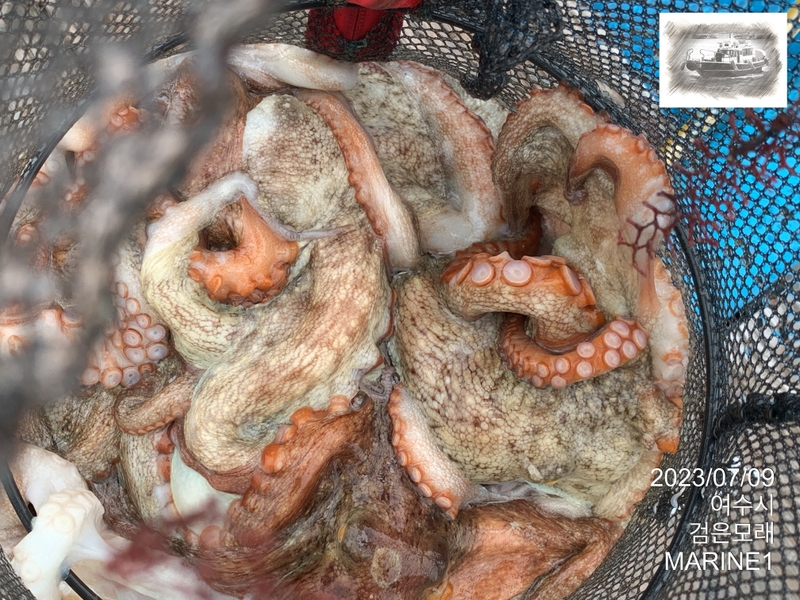 검은모래의 조황일지 이미지 - 6