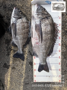 영등철 감생이 조황 모음 선상낚시로 잡은 물고기 조황