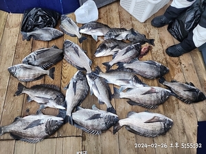 어초흘림 초대박 57.56.55.54.53.52.50.49외 총 20수 선상낚시로 잡은 물고기 조황