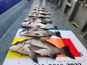 어초흘림 대물감성돔 5짜5짜4짜4짜4짜 퍽퍽퍽퍽 선상낚시로 잡은 물고기 조황