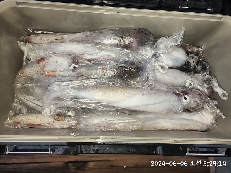 뉴패미리호의 조황일지 이미지 - 9