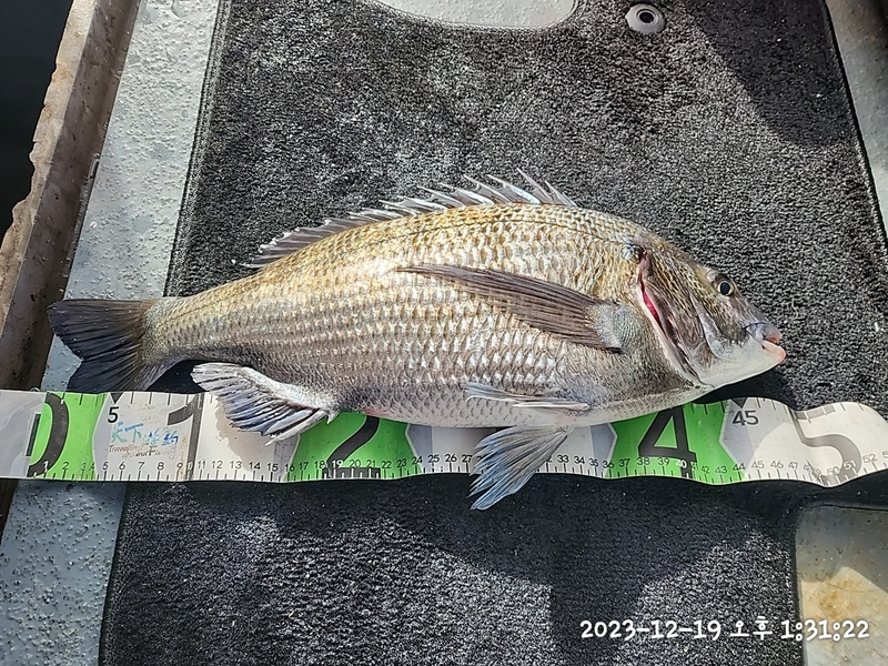 뉴패미리호의 조황일지 이미지 - 13