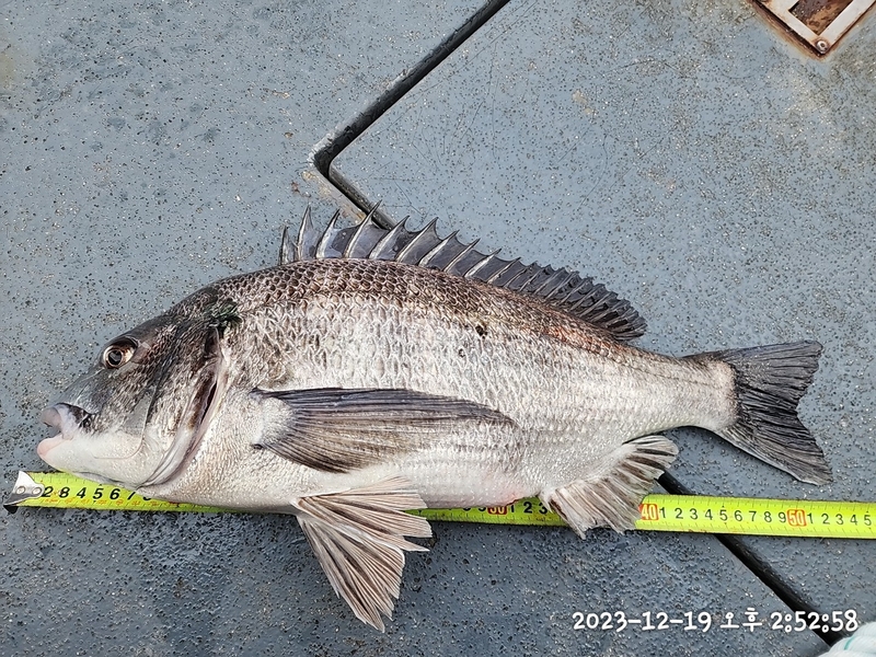 뉴패미리호의 조황일지 이미지 - 12