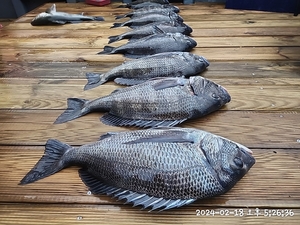 어초흘림 대물감성돔 53.52.50.49.48.47.45 대박마리수 선상낚시로 잡은 물고기 조황