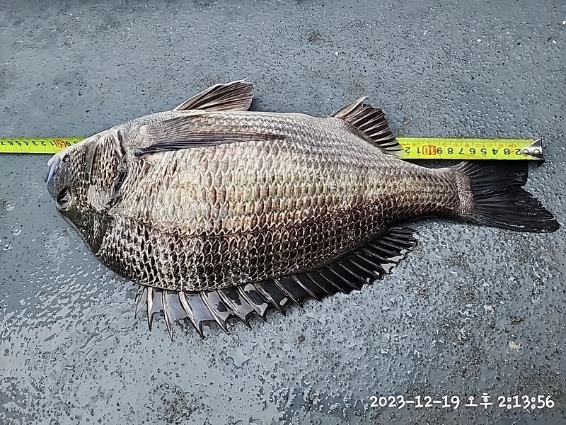 뉴패미리호의 조황일지 이미지 - 11