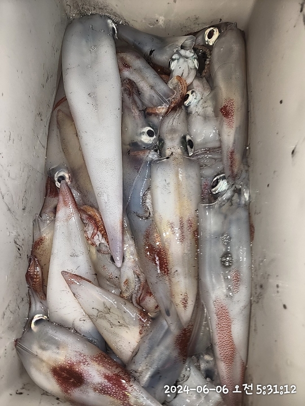 뉴패미리호의 조황일지 이미지 - 12