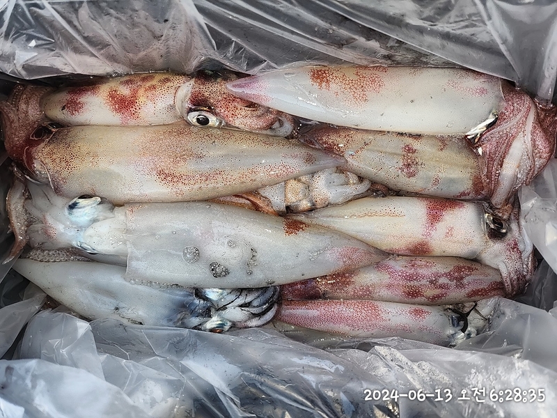 뉴패미리호의 조황일지 이미지 - 5