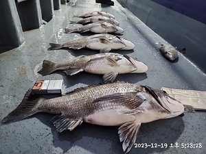 어초흘림 대물감성돔 5짜5짜5짜4짜4짜4짜 빵좋고 선상낚시로 잡은 물고기 조황