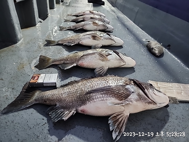 뉴패미리호의 조황일지 이미지 - 0