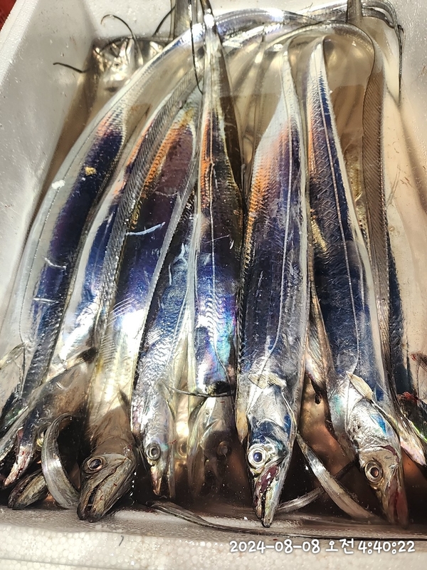 뉴패미리호의 조황일지 이미지 - 9