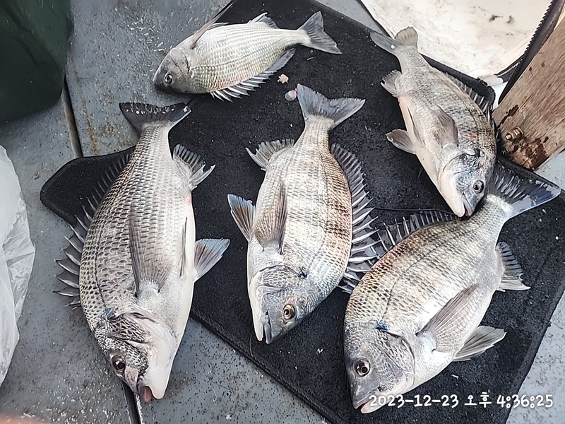 뉴패미리호의 조황일지 이미지 - 6