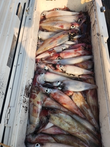 한치 한치 마리수로 퍽퍽퍽퍽 쏟아집니다  선상낚시로 잡은 물고기 조황