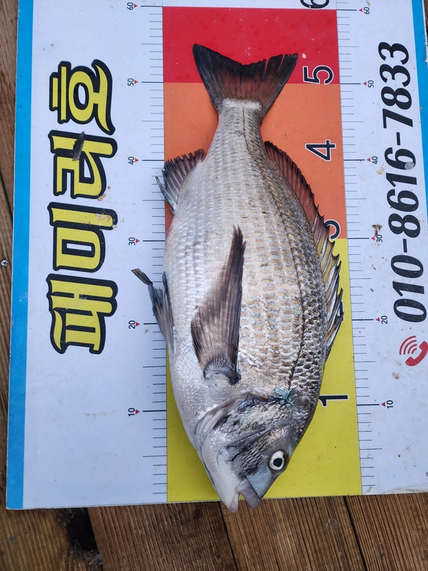 뉴패미리호의 조황일지 이미지 - 1