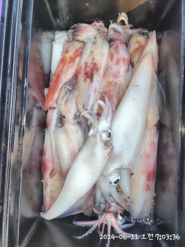 뉴패미리호의 조황일지 이미지 - 1