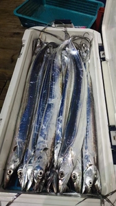 갈치텐빈.텐빈 퍽퍽퍽 4지3지 미친듯이 쏟아집니다  선상낚시로 잡은 물고기 조황