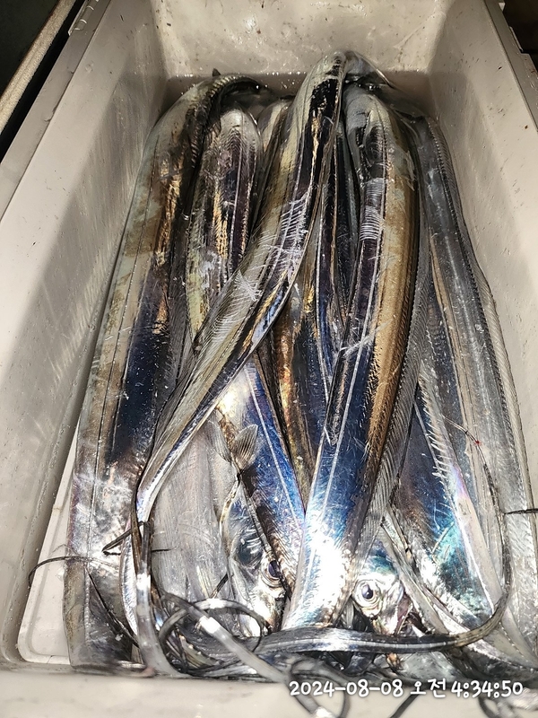 뉴패미리호의 조황일지 이미지 - 7