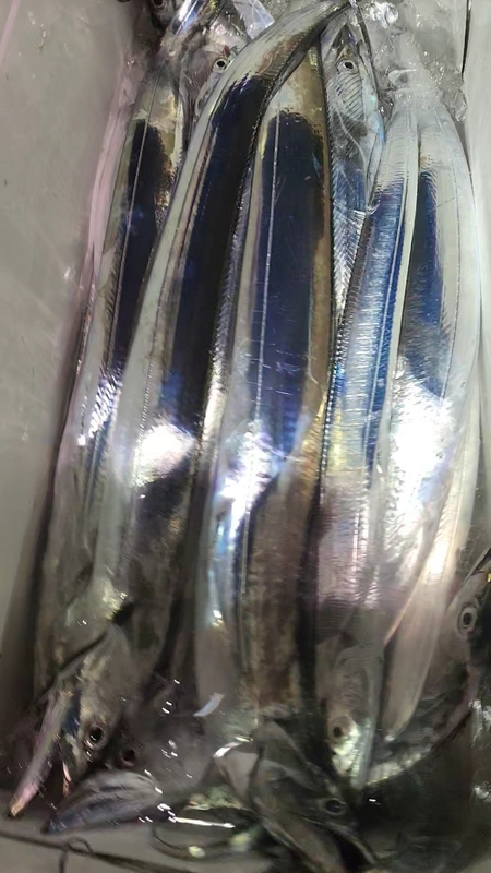 뉴패미리호의 조황일지 이미지 - 5