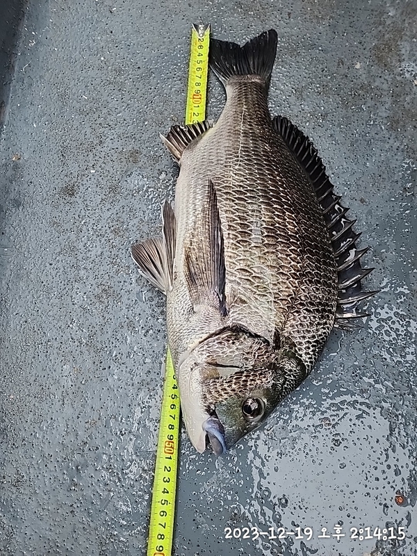 뉴패미리호의 조황일지 이미지 - 10