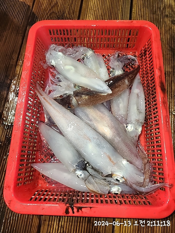 뉴패미리호의 조황일지 이미지 - 4