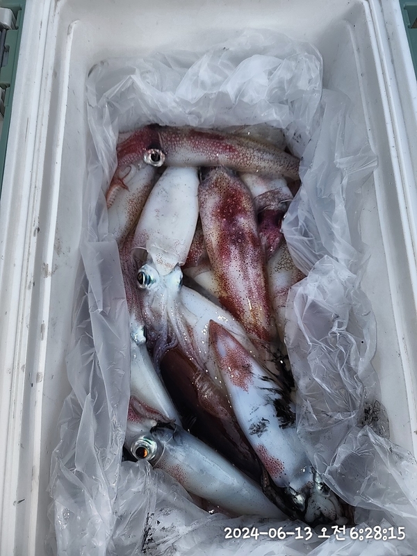 뉴패미리호의 조황일지 이미지 - 6