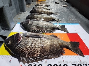 어초흘림 5짜5짜4짜4짜 씨알좋고 마리수도 굿 선상낚시로 잡은 물고기 조황