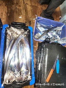 갈치지깅 4지3지 퍼담고 초대박 퍽퍽퍽퍽  선상낚시로 잡은 물고기 조황