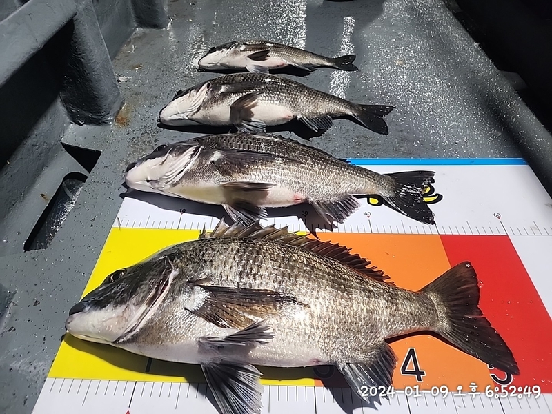 뉴패미리호의 조황일지 이미지 - 1