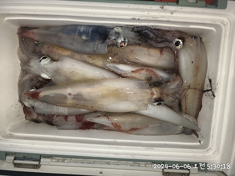 뉴패미리호의 조황일지 이미지 - 8