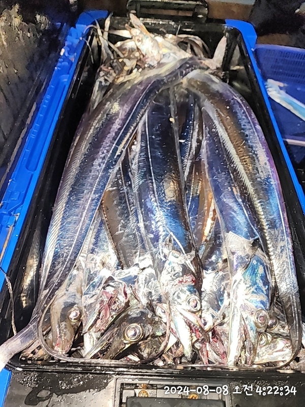 뉴패미리호의 조황일지 이미지 - 4