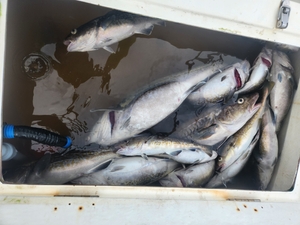 대구 다녀왔습니다.  선상낚시로 잡은 물고기 조황