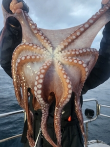 7월 17일 피문어 조황 선상낚시로 잡은 물고기 조황