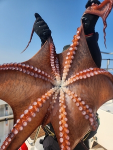 7월 11일 피문어 조황 선상낚시로 잡은 물고기 조황