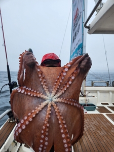 6월23일 피문어 조황 선상낚시로 잡은 물고기 조황