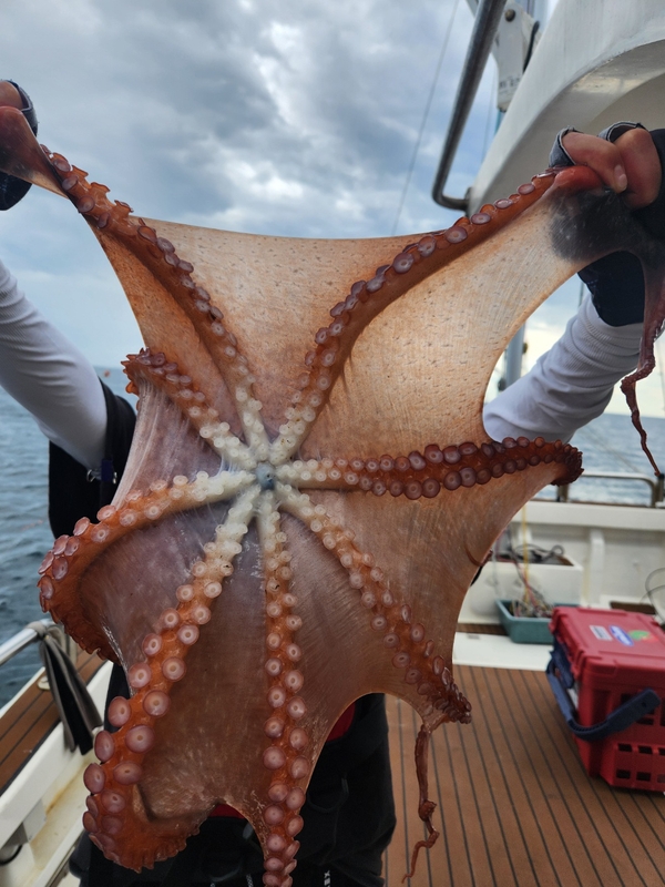 씨엔조이호의 조황일지 이미지 - 5