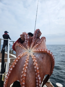 6월 22일 씨엔조이호 피문어 선상낚시로 잡은 물고기 조황