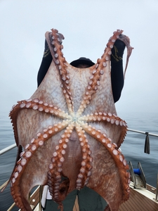 7월13일 피문어 선상낚시로 잡은 물고기 조황