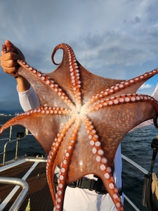 7월 23일 피문어  선상낚시로 잡은 물고기 조황