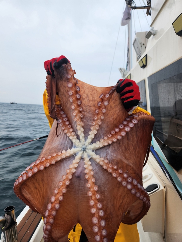 씨엔조이호의 조황일지 이미지 - 4