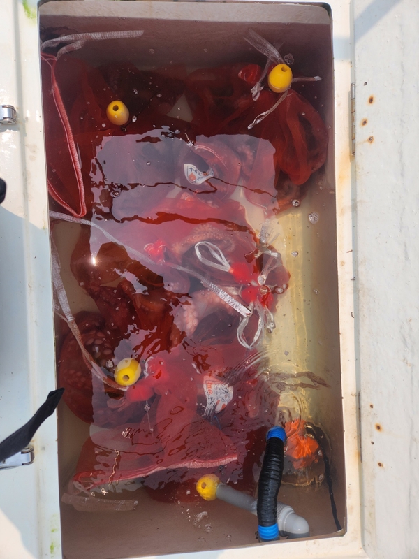 씨엔조이호의 조황일지 이미지 - 1