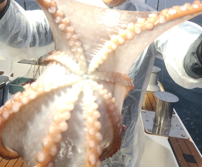 씨엔조이호의 조황일지 이미지 - 5