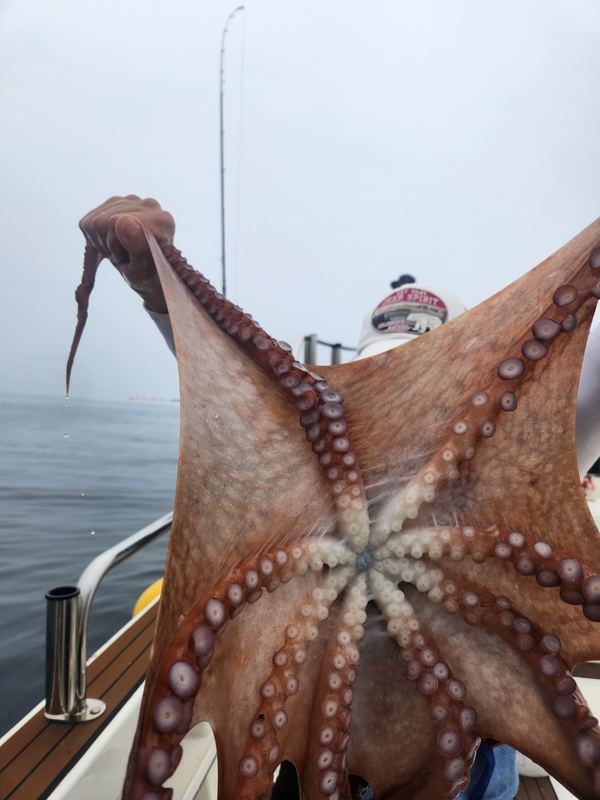 씨엔조이호의 조황일지 이미지 - 10